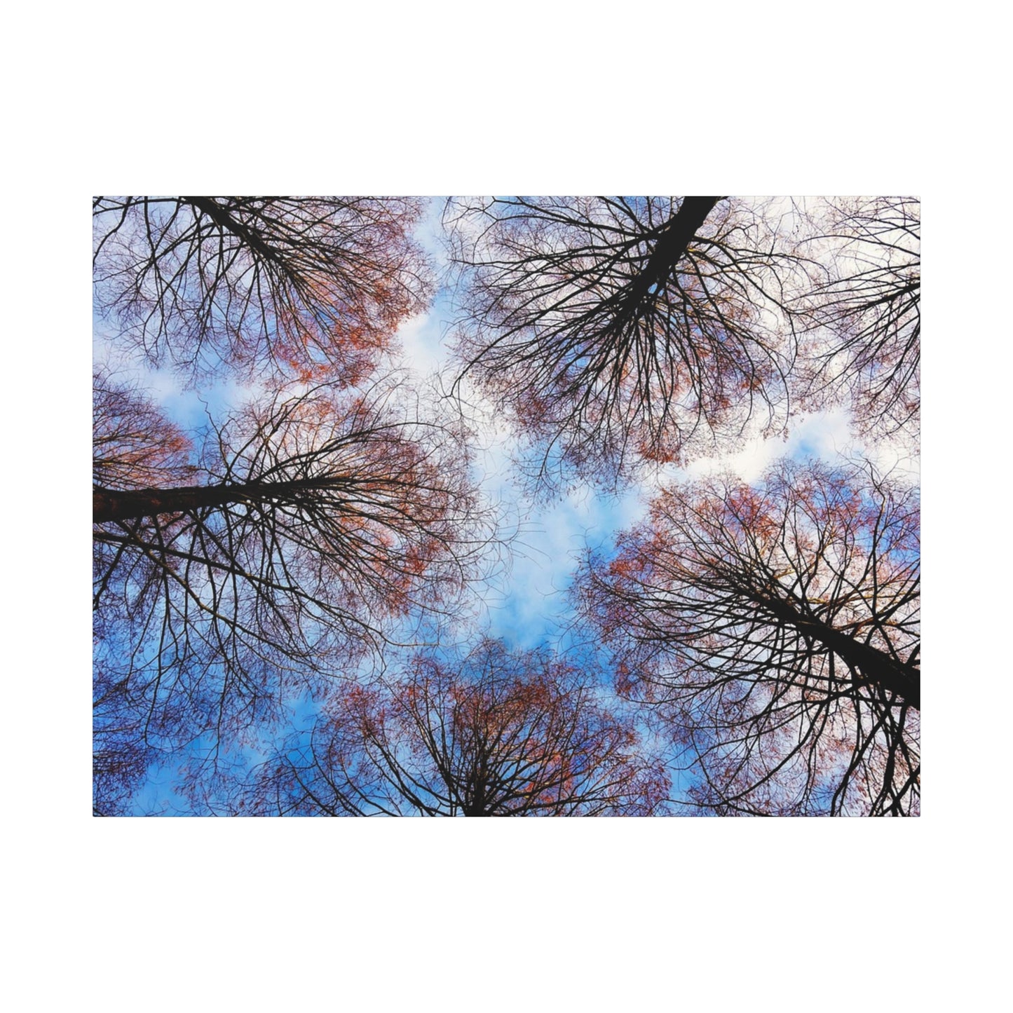 Canopy Sky Canvas Print — Winter Tree Tops Wall Art