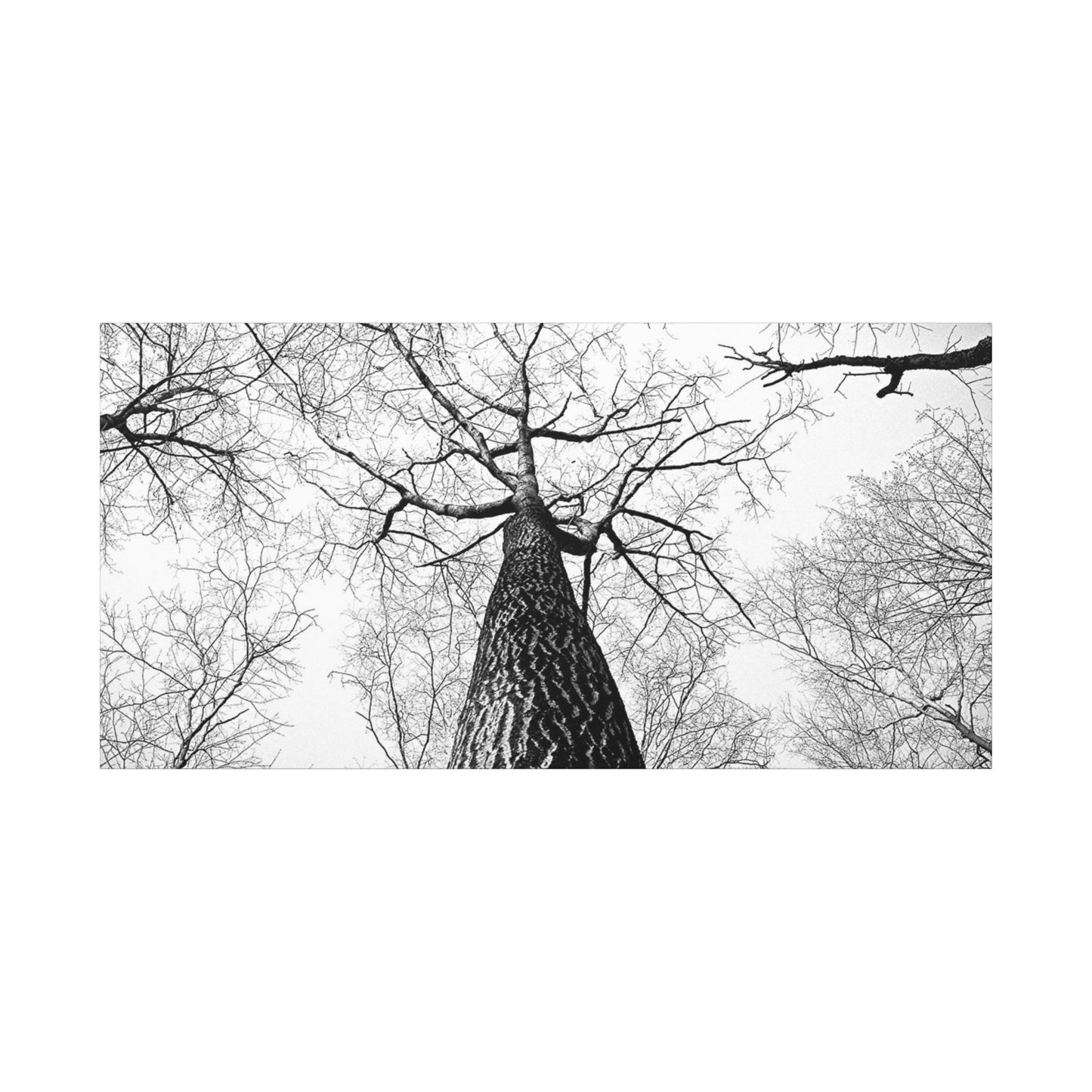 Black & White Tree Canopy Matte Canvas Wall Art — Upward Forest Photography