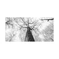 Black & White Tree Canopy Matte Canvas Wall Art — Upward Forest Photography