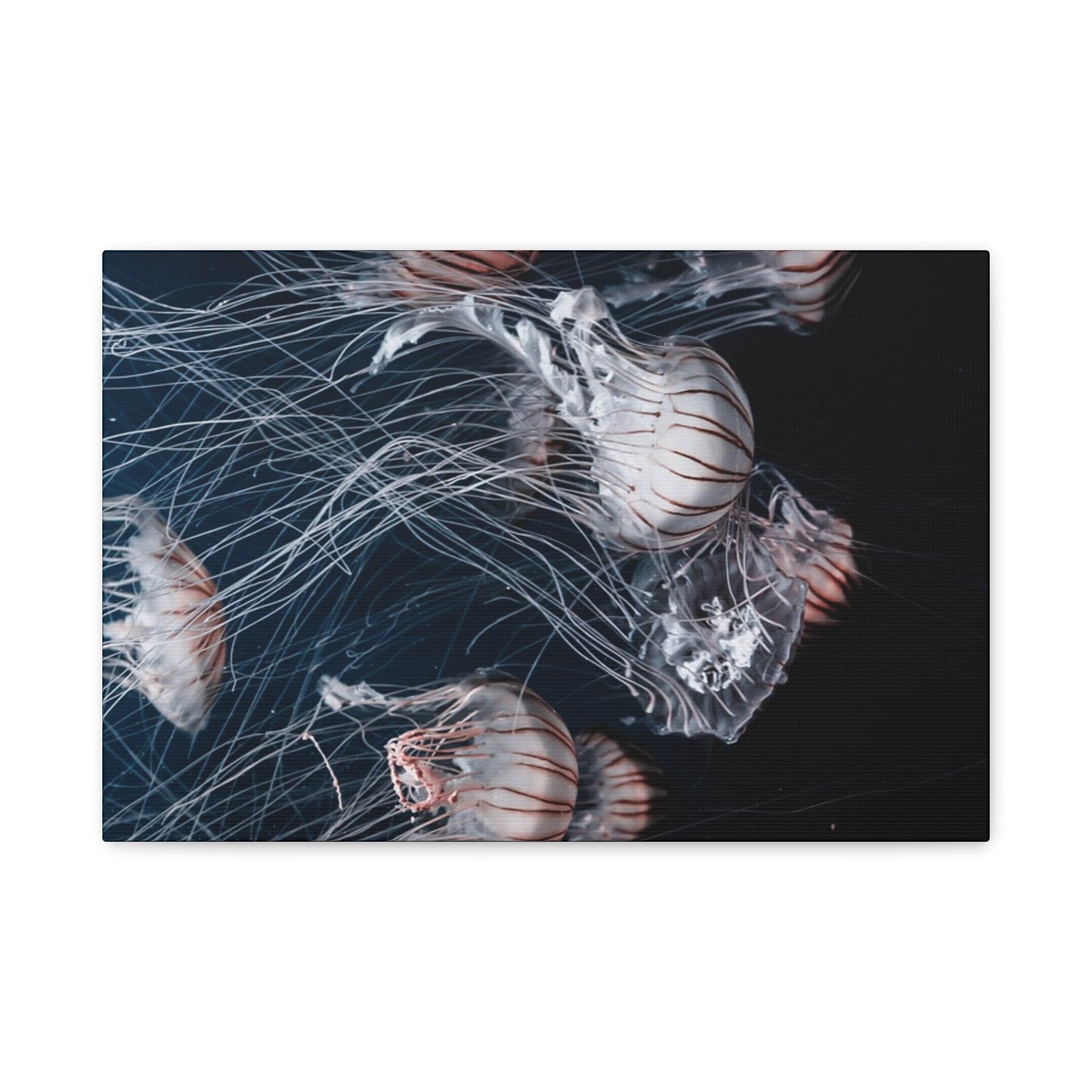 Jellyfish Swarm Matte Stretched Canvas