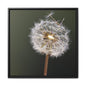 Framed Dandelion Canvas Print — Matte Botanical Wall Art