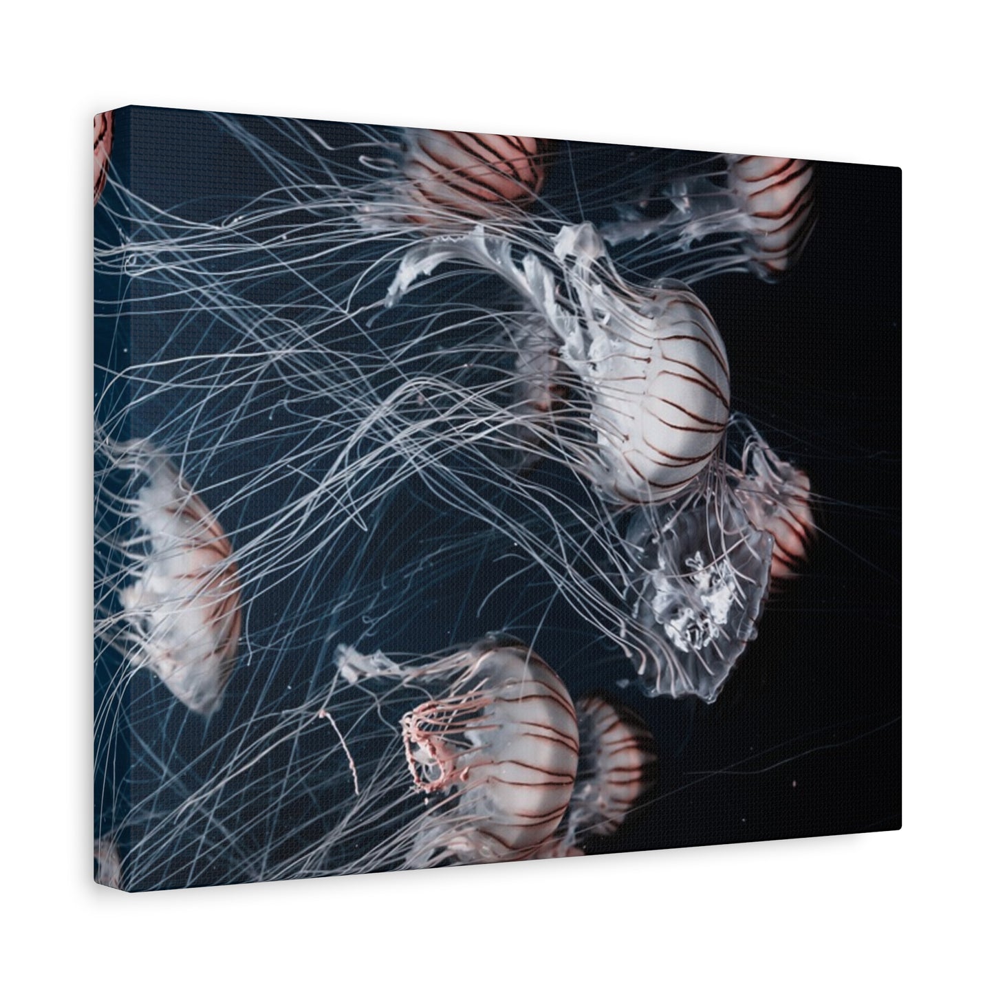 Jellyfish Swarm Matte Stretched Canvas