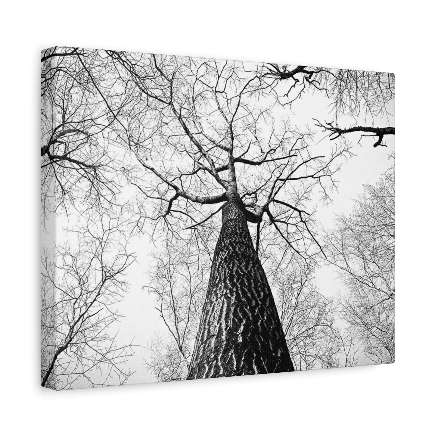 Black & White Tree Canopy Matte Canvas Wall Art — Upward Forest Photography