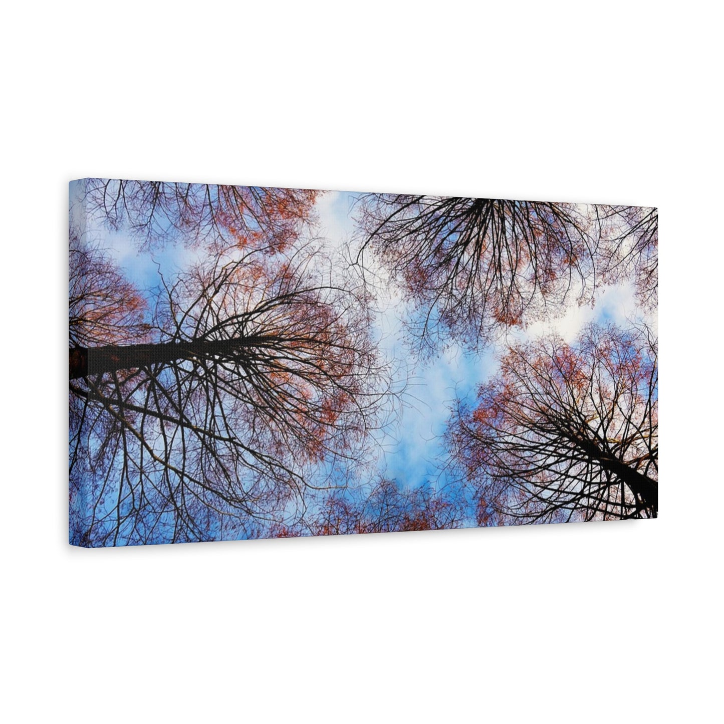 Canopy Sky Canvas Print — Winter Tree Tops Wall Art