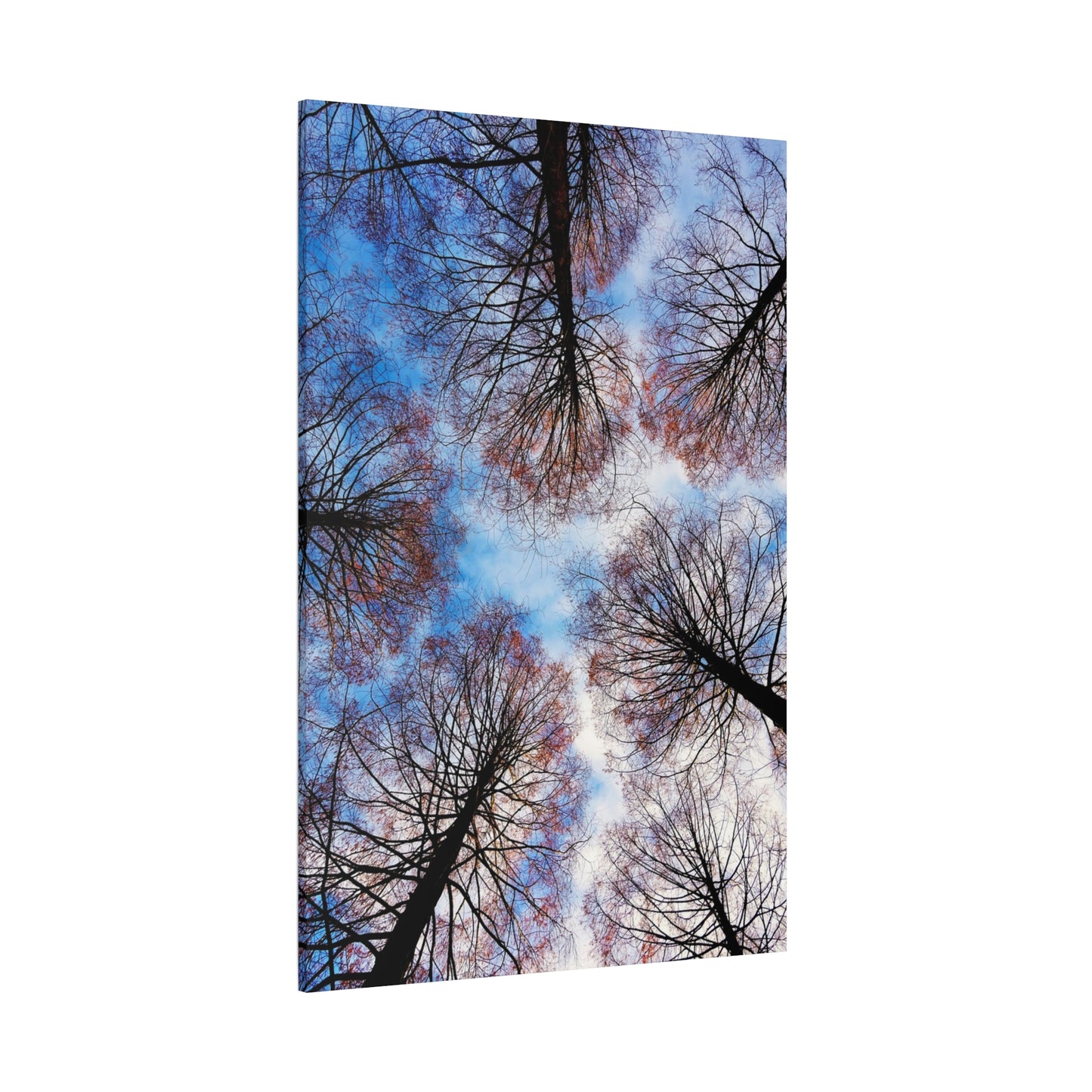 Winter Tree Canopy Matte Canvas Wall Art — Stretched 1.25"