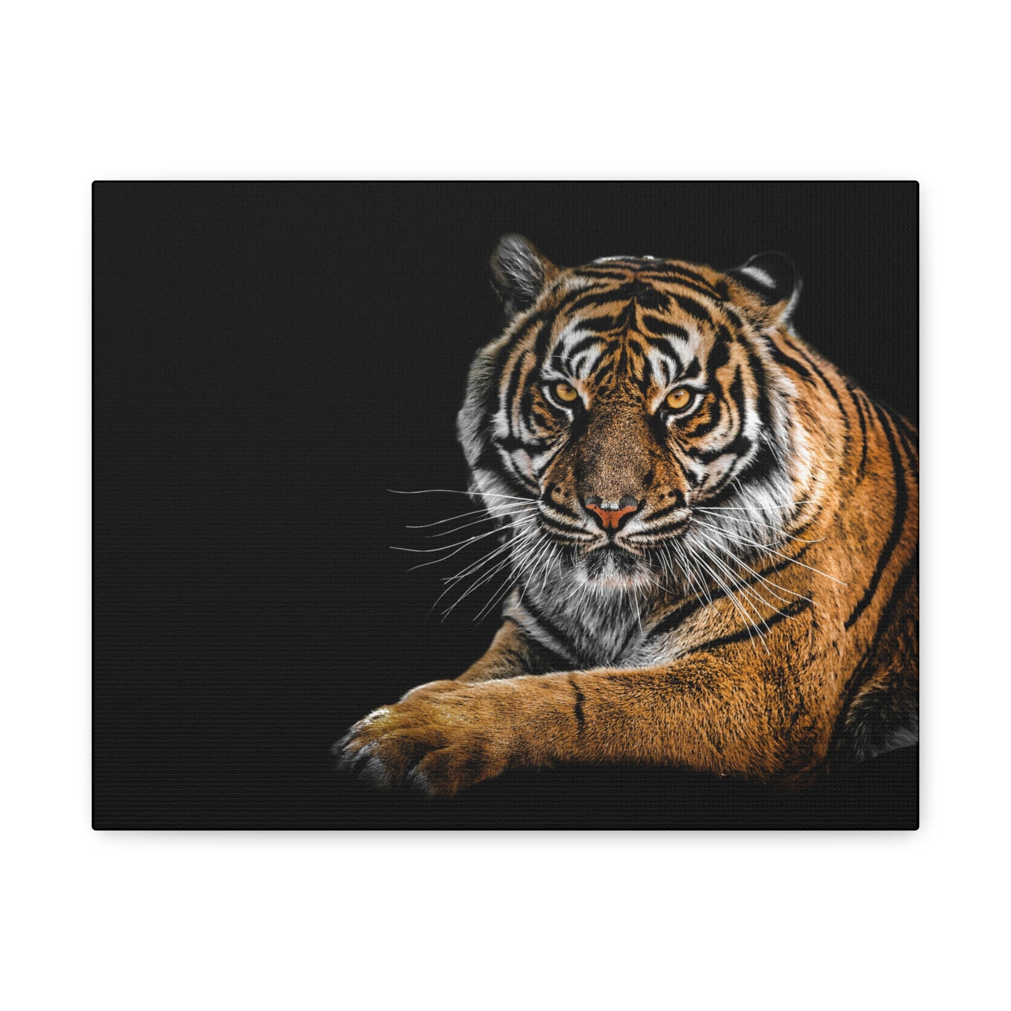 Majestic Tiger Canvas Art, Perfect for Animal Lovers, Home Decor, Gift for Wildlife Enthusiasts, Modern Wall Art, 1.25" Depth