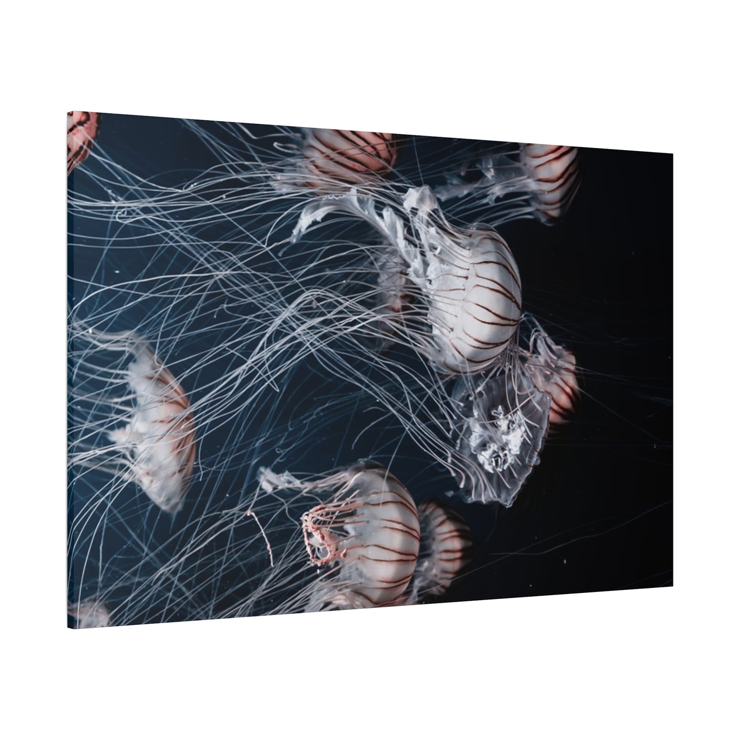 Jellyfish Swarm Matte Stretched Canvas