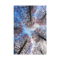 Winter Tree Canopy Matte Canvas Wall Art — Stretched 1.25"