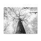 Black & White Tree Canopy Matte Canvas Wall Art — Upward Forest Photography