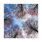 Winter Tree Canopy Matte Canvas Wall Art — Stretched 1.25"