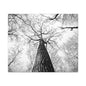 Black & White Tree Canopy Matte Canvas Wall Art — Upward Forest Photography