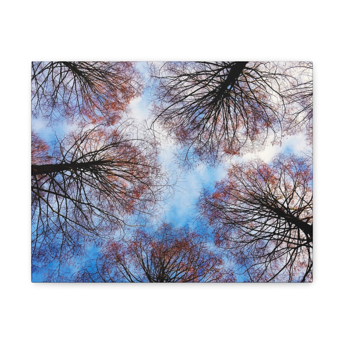 Canopy Sky Canvas Print — Winter Tree Tops Wall Art