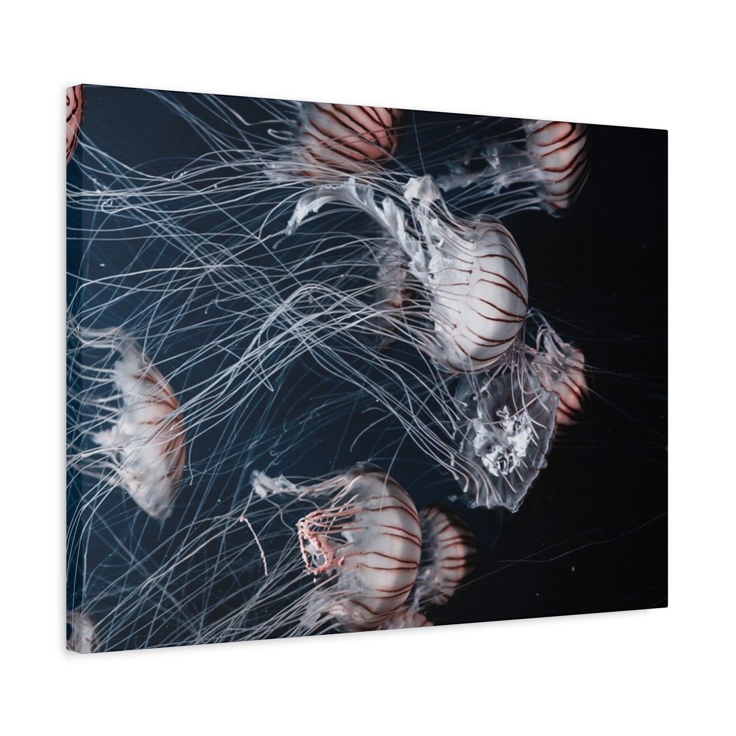 Jellyfish Swarm Matte Stretched Canvas