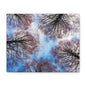 Canopy Sky Canvas Print — Winter Tree Tops Wall Art