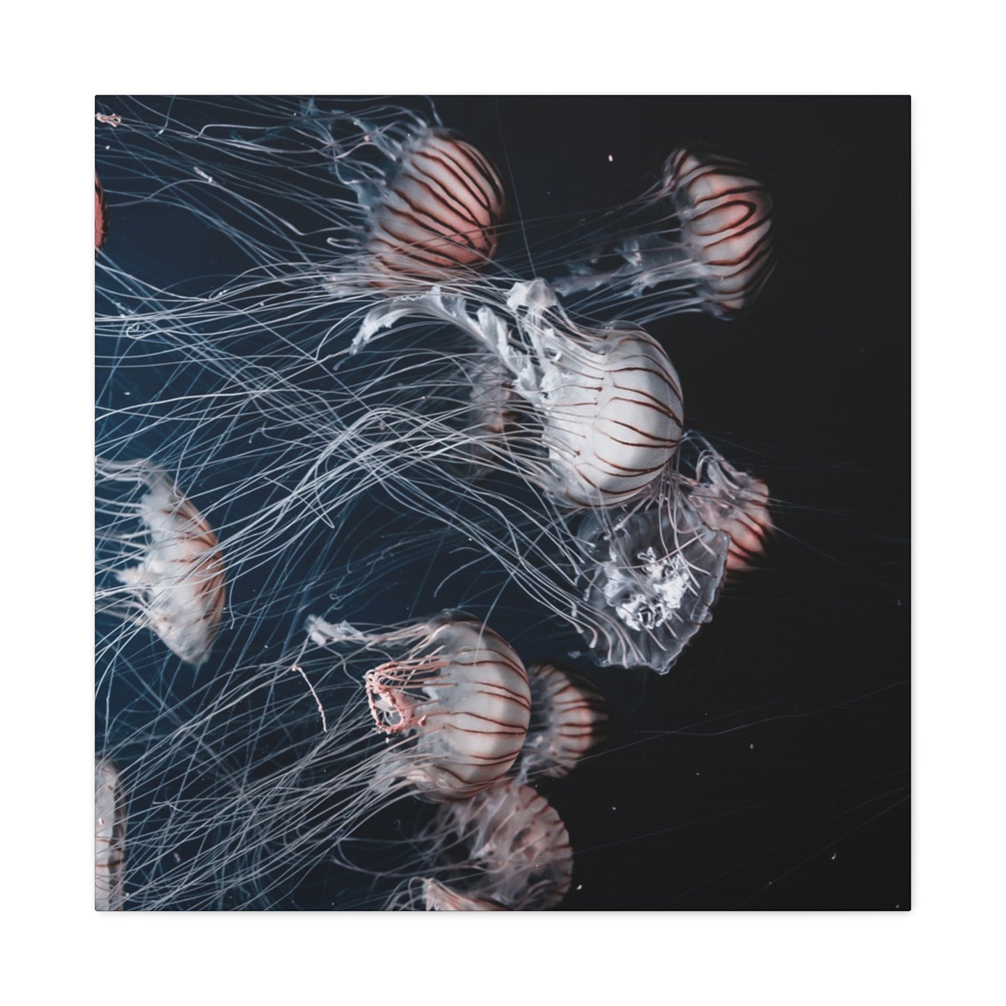Jellyfish Swarm Matte Stretched Canvas