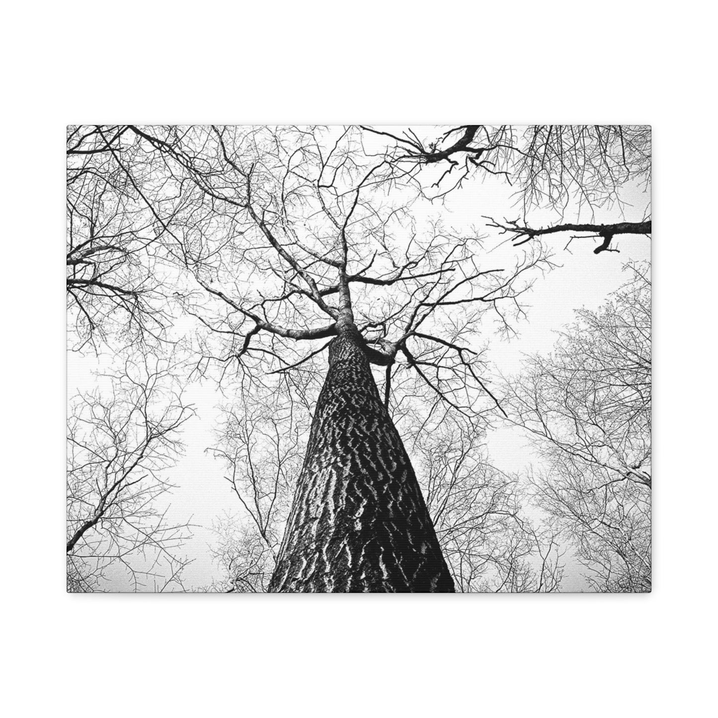 Black & White Tree Canopy Matte Canvas Wall Art — Upward Forest Photography