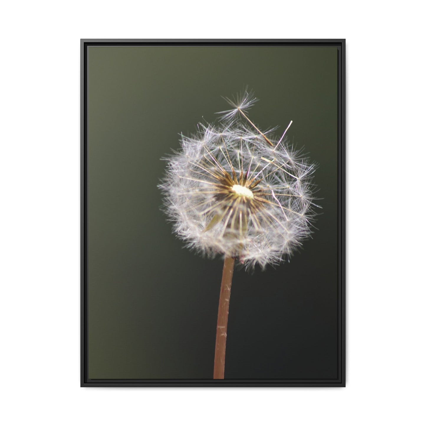 Framed Dandelion Canvas Print — Matte Botanical Wall Art