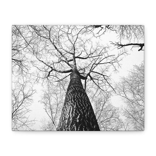 Black & White Tree Canopy Matte Canvas Wall Art — Upward Forest Photography