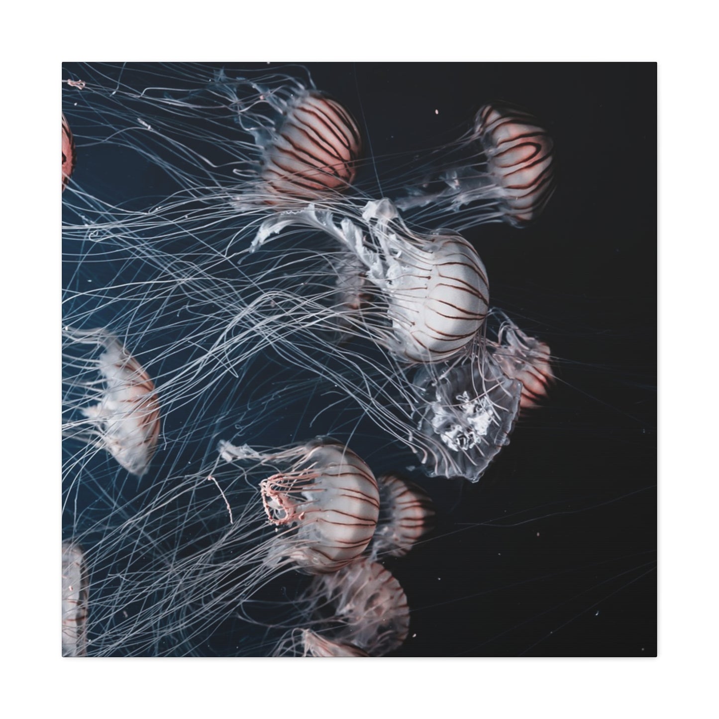 Jellyfish Swarm Matte Stretched Canvas
