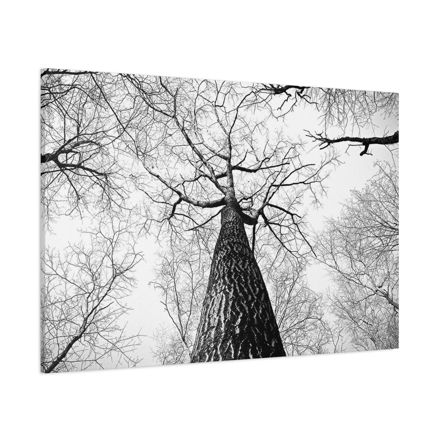 Black & White Tree Canopy Matte Canvas Wall Art — Upward Forest Photography