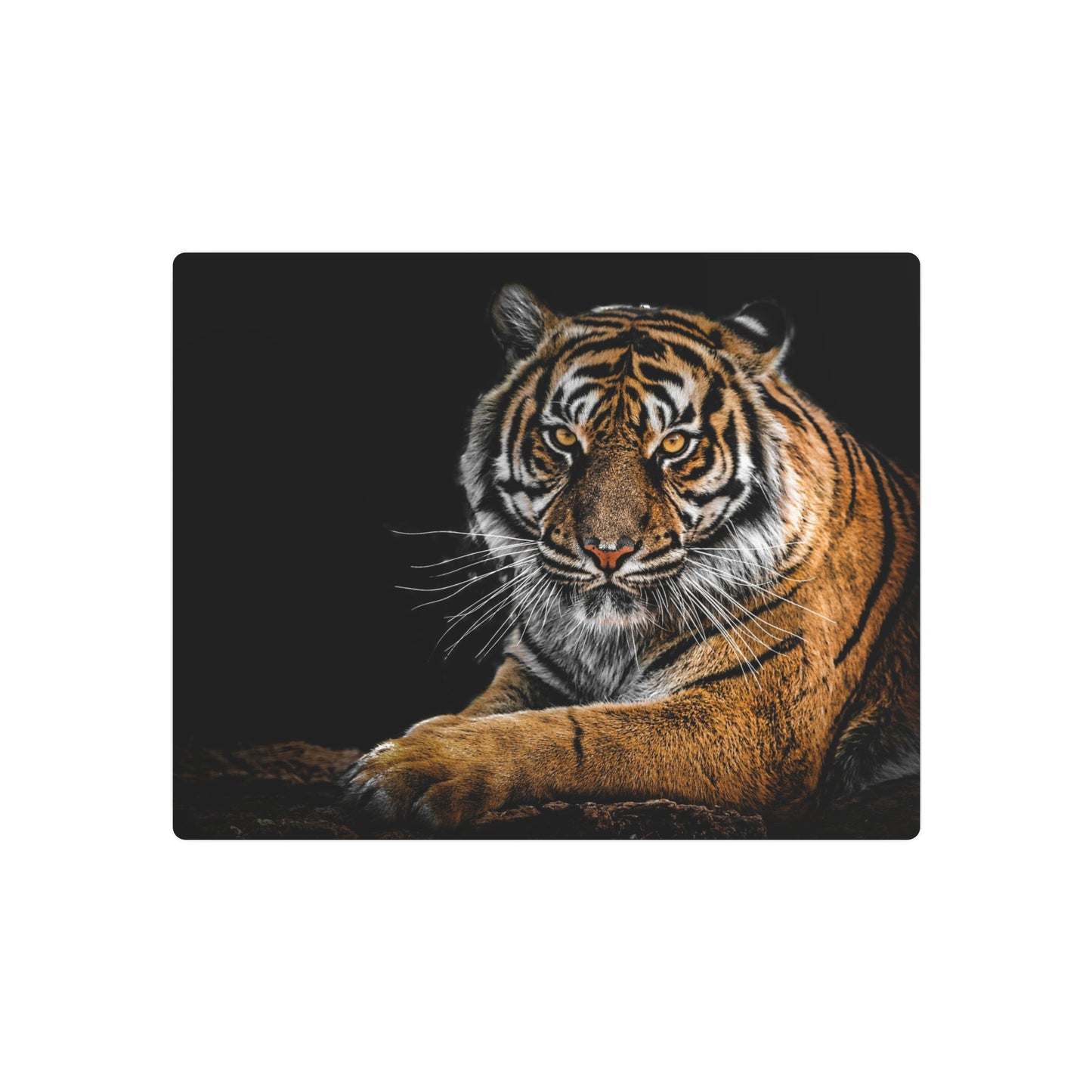 Metal Wall Art, Tiger Decor, Animal Lover Gift, Home Wall Decor, Unique Artwork, Nature Lover Gift