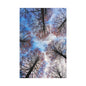 Winter Tree Canopy Matte Canvas Wall Art — Stretched 1.25"