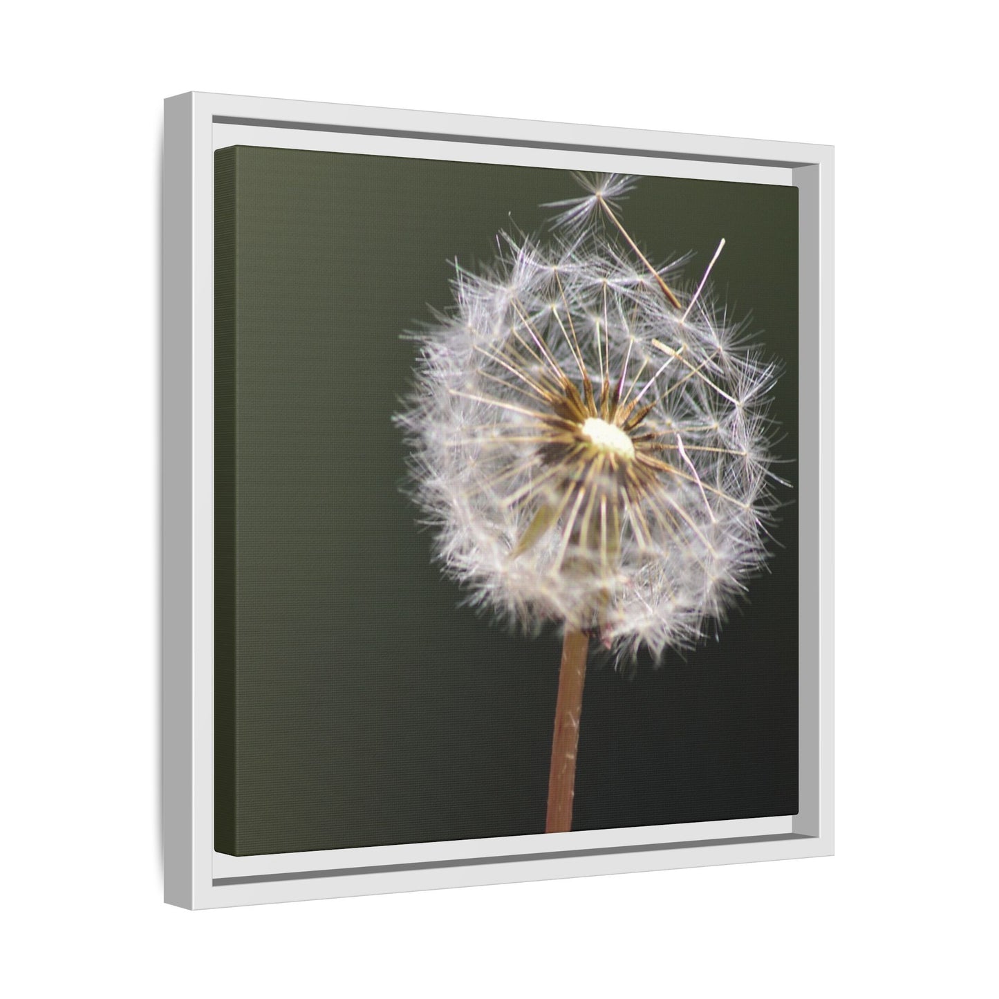 Framed Dandelion Canvas Print — Matte Botanical Wall Art