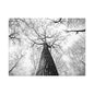 Black & White Tree Canopy Matte Canvas Wall Art — Upward Forest Photography