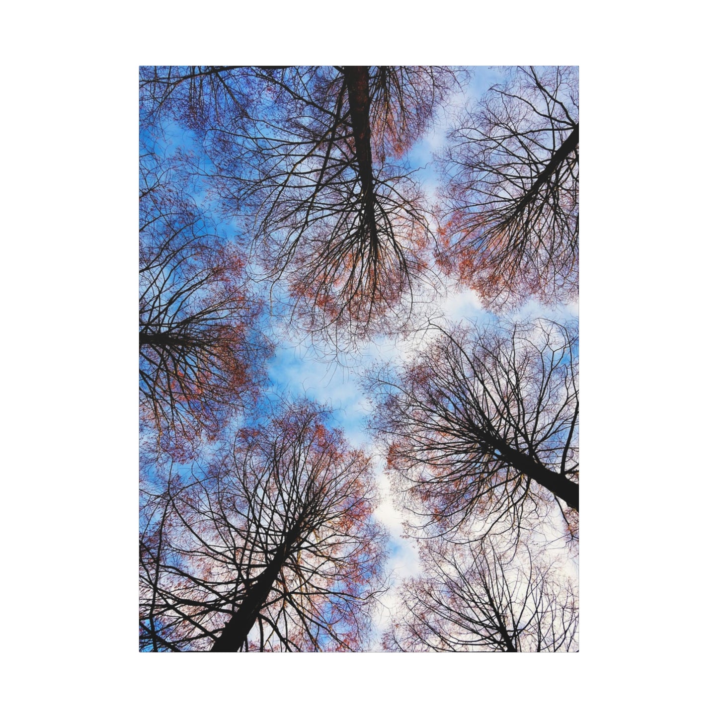 Winter Tree Canopy Matte Canvas Wall Art — Stretched 1.25"