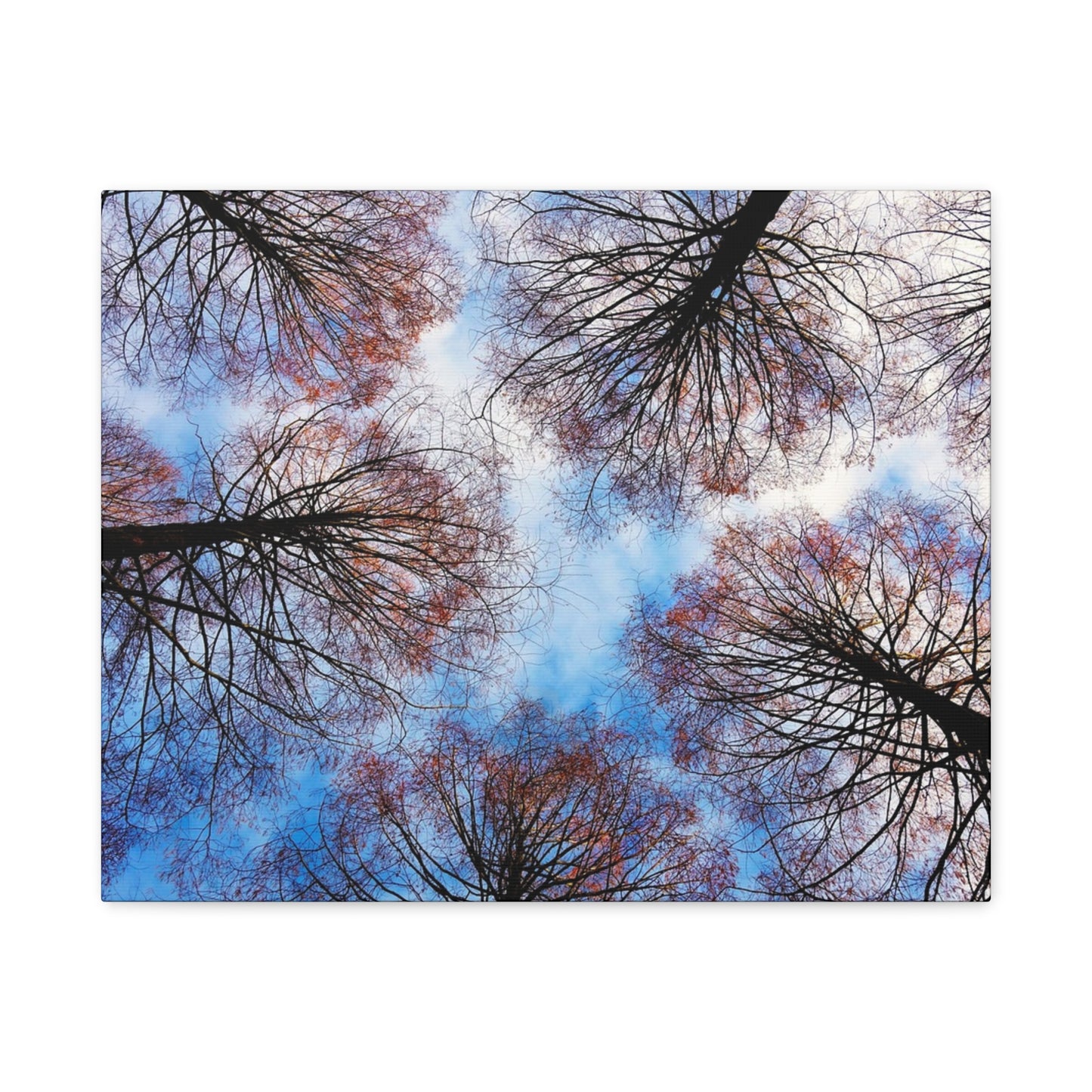 Canopy Sky Canvas Print — Winter Tree Tops Wall Art