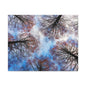 Canopy Sky Canvas Print — Winter Tree Tops Wall Art