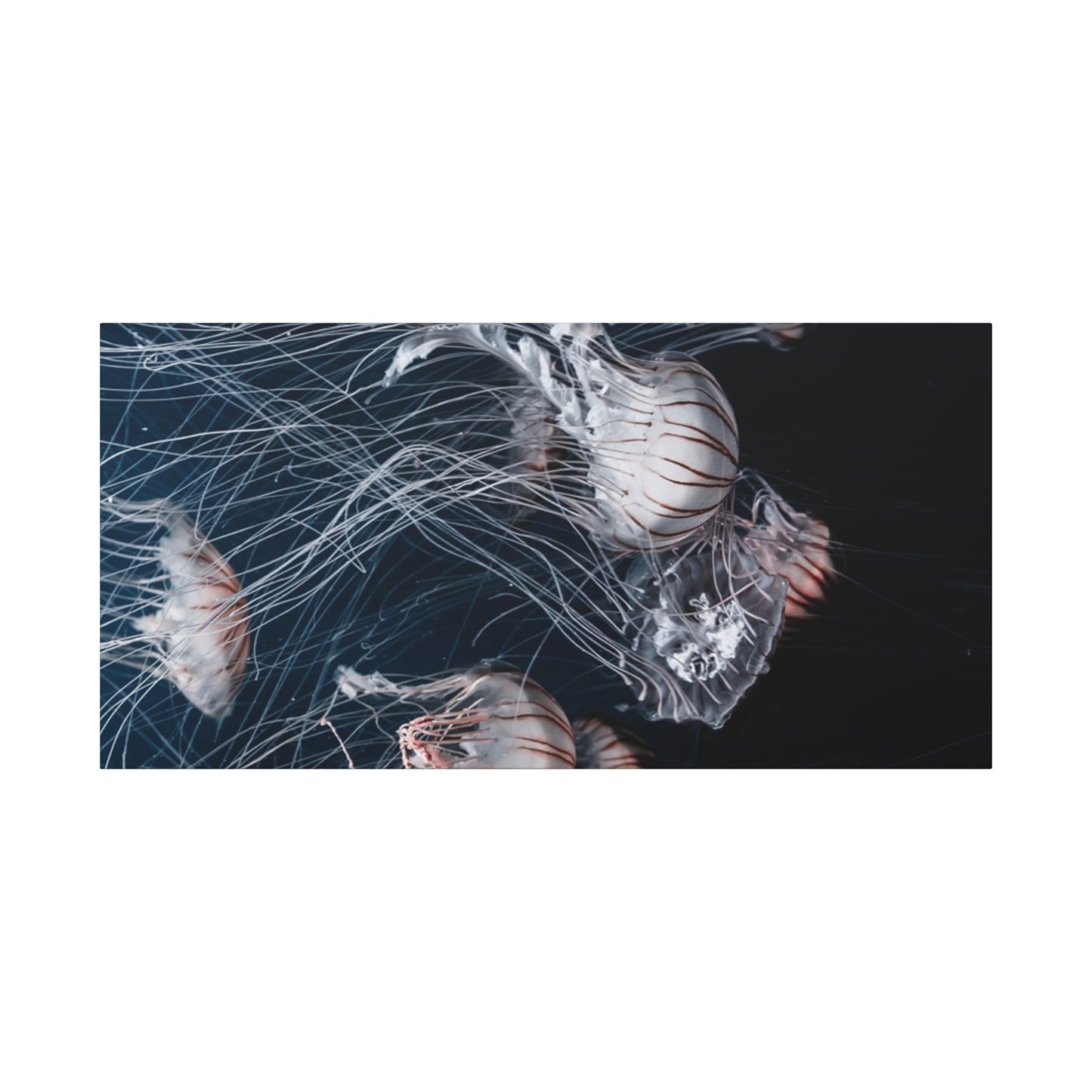 Jellyfish Swarm Matte Stretched Canvas