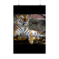 Majestic Tiger Matte Vertical Posters | Wall Art, Home Decor, Animal Print