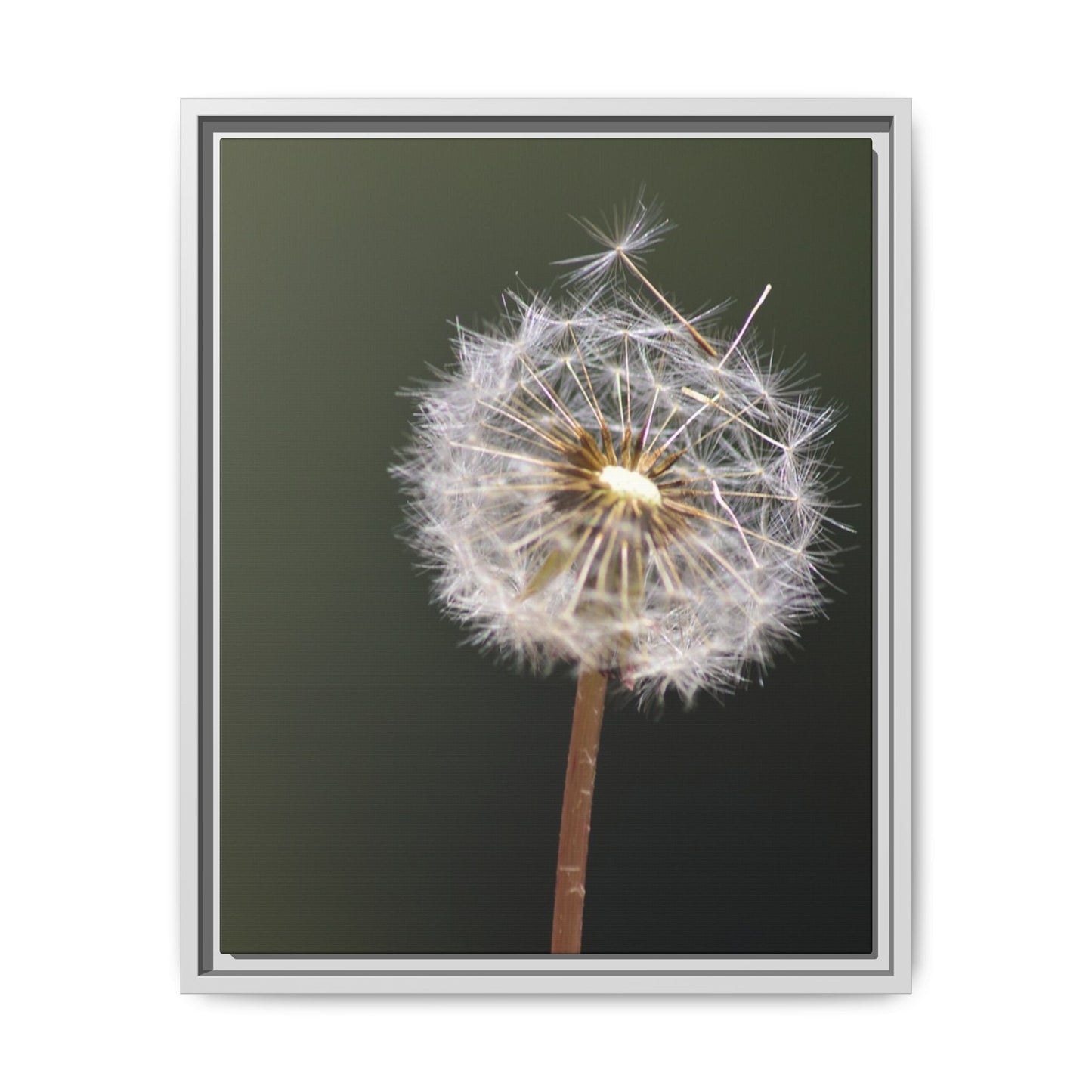 Framed Dandelion Canvas Print — Matte Botanical Wall Art