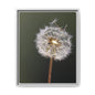 Framed Dandelion Canvas Print — Matte Botanical Wall Art