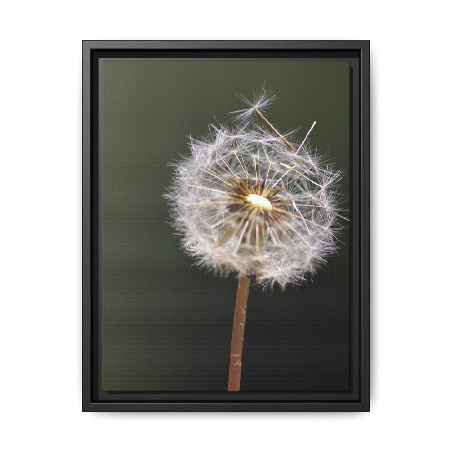 Framed Dandelion Canvas Print — Matte Botanical Wall Art