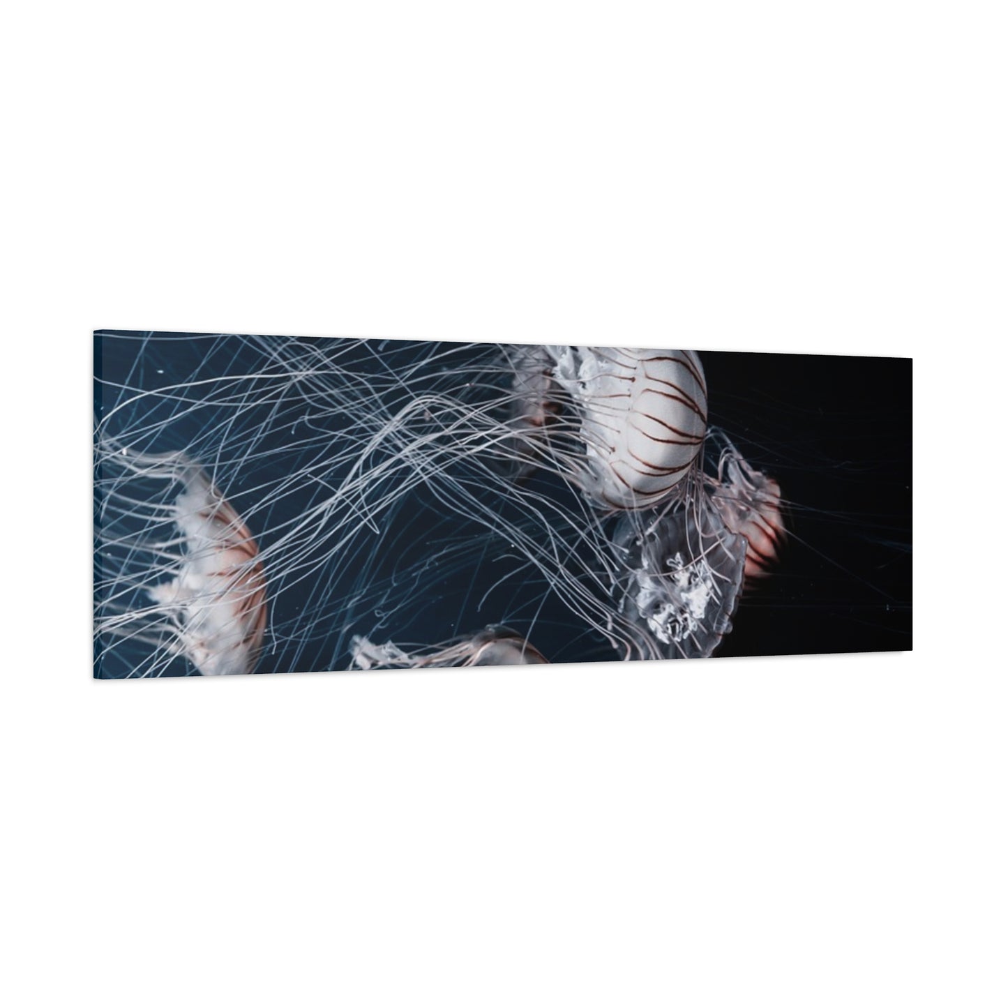 Jellyfish Swarm Matte Stretched Canvas