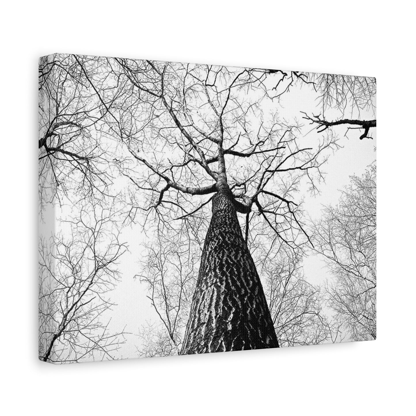 Black & White Tree Canopy Matte Canvas Wall Art — Upward Forest Photography