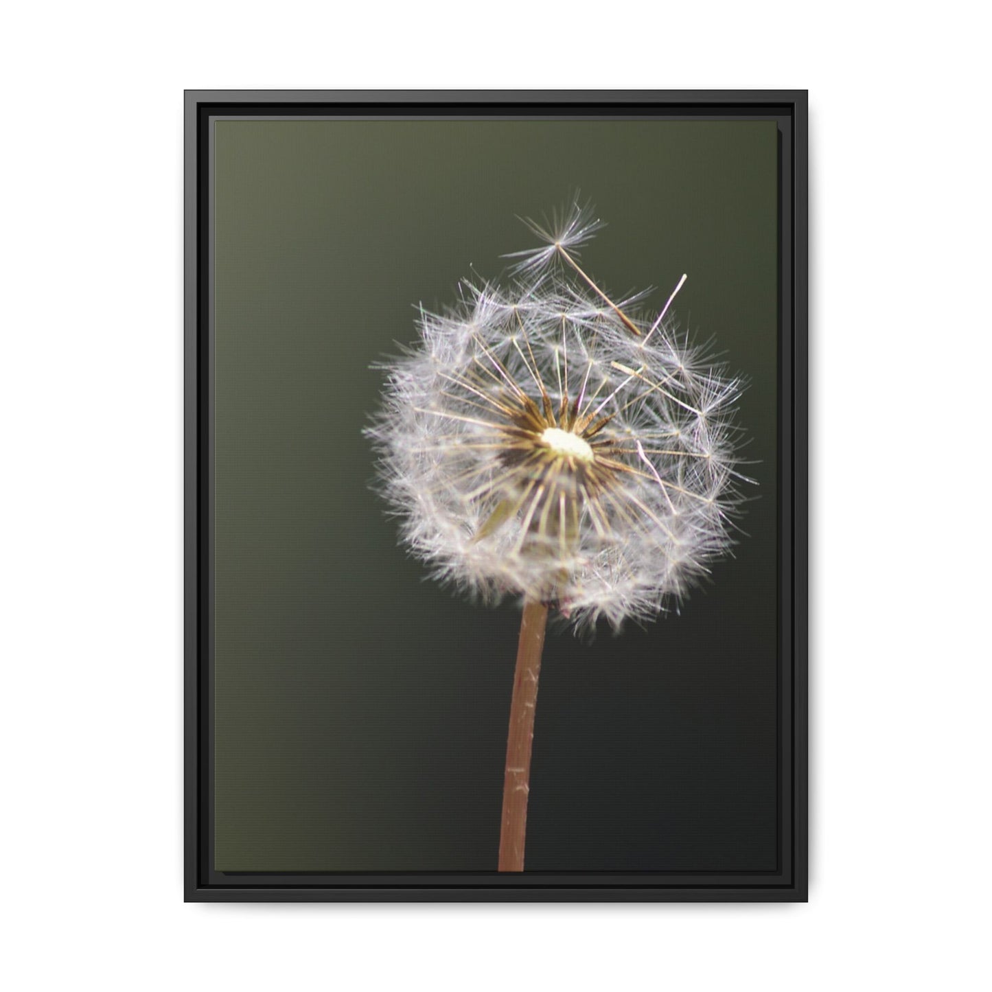 Framed Dandelion Canvas Print — Matte Botanical Wall Art