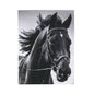 Black Stallion Velveteen Plush Blanket – Photoreal Horse Throw for Equestrian Fans