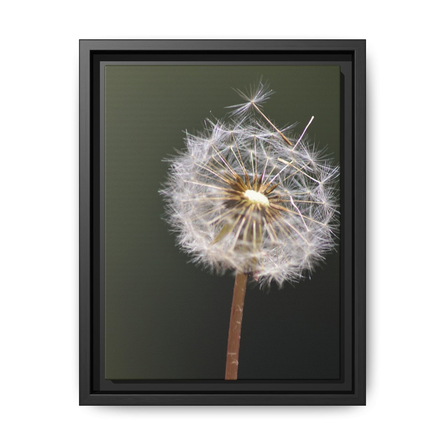 Framed Dandelion Canvas Print — Matte Botanical Wall Art