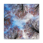 Winter Tree Canopy Matte Canvas Wall Art — Stretched 1.25"