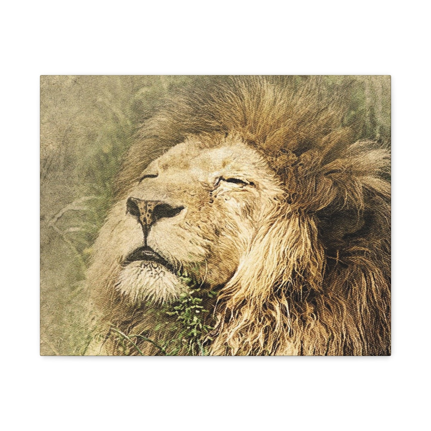 Lion Portrait Matte Canvas Print — Stretched 1.25" Wall Art
