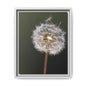 Framed Dandelion Canvas Print — Matte Botanical Wall Art