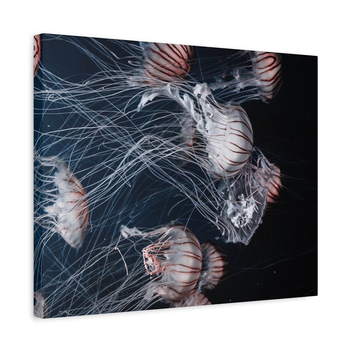Jellyfish Swarm Matte Stretched Canvas