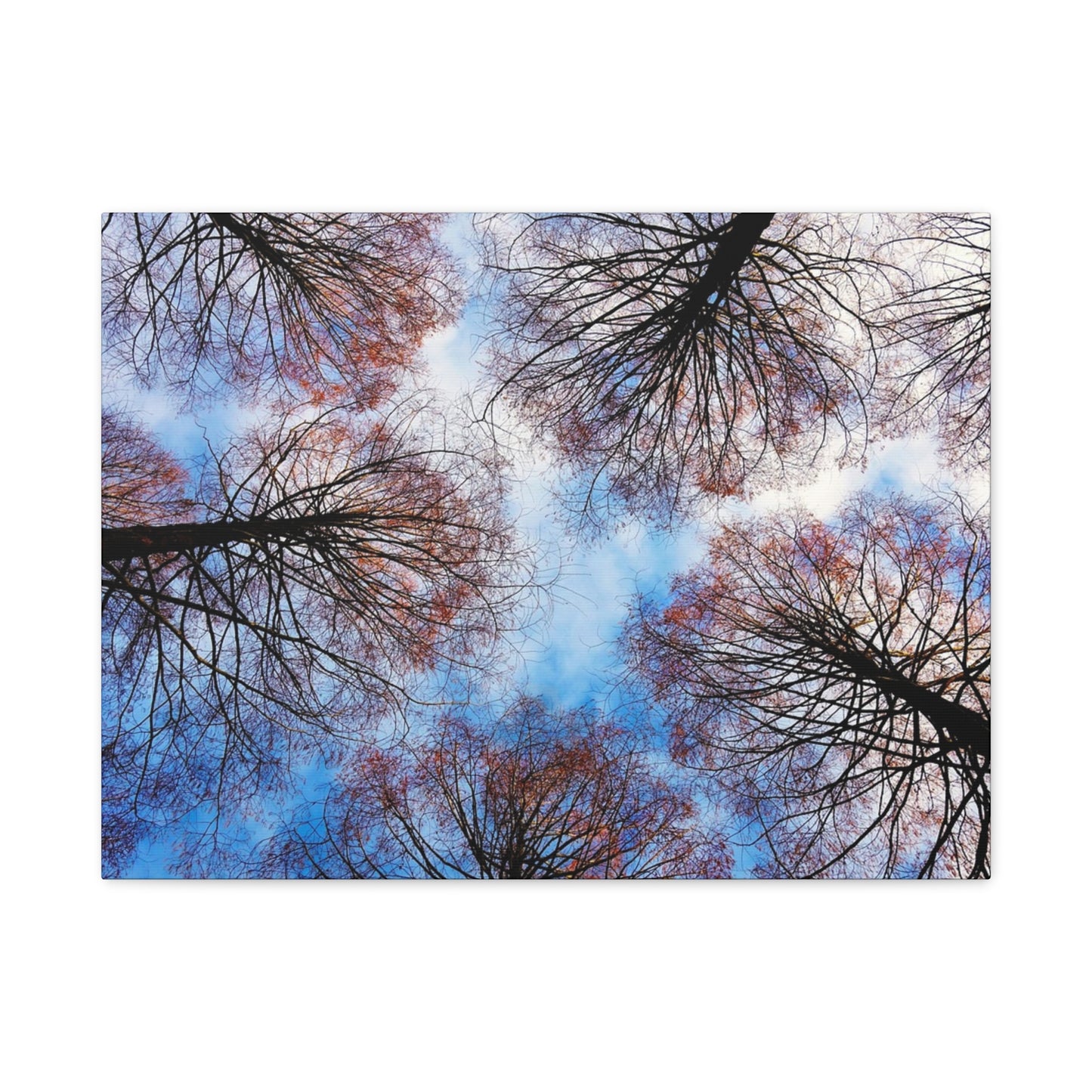 Canopy Sky Canvas Print — Winter Tree Tops Wall Art