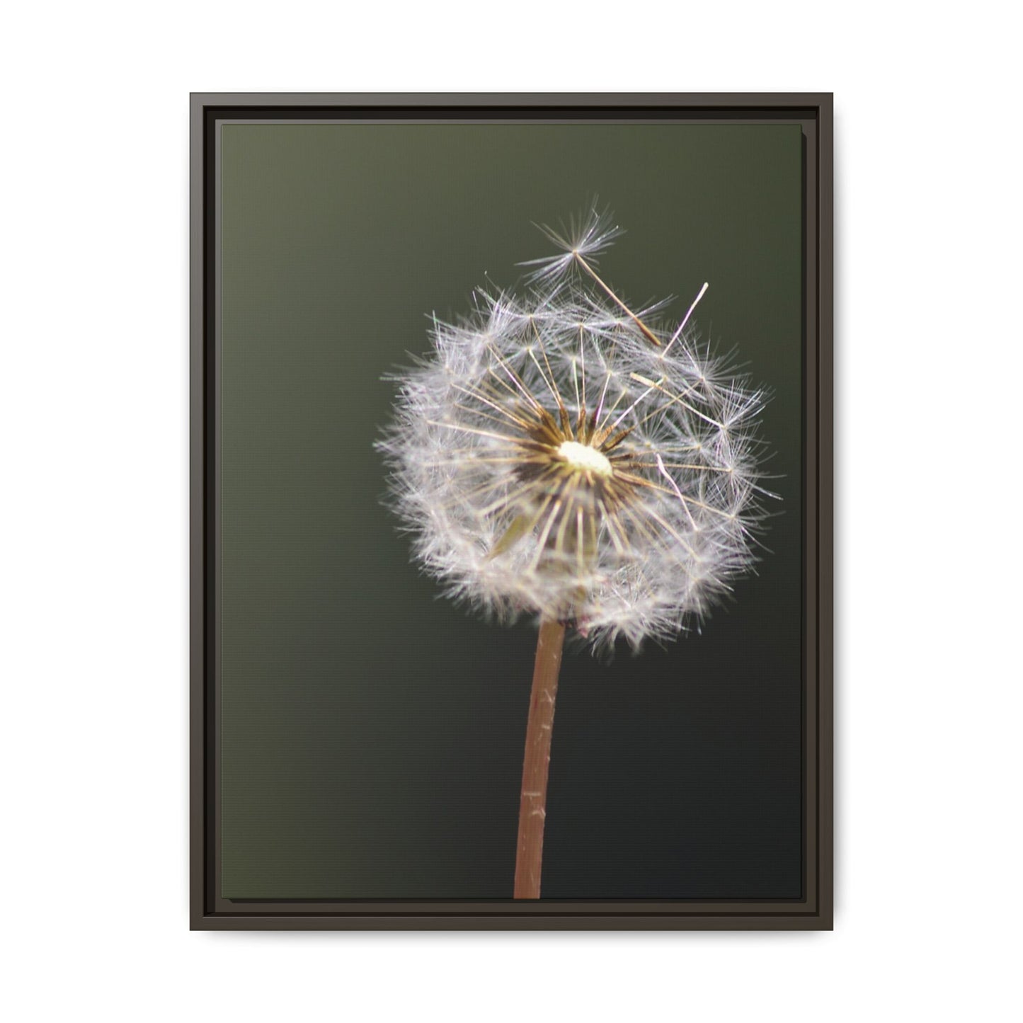 Framed Dandelion Canvas Print — Matte Botanical Wall Art