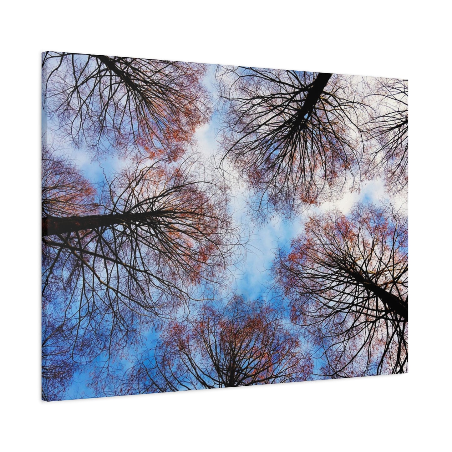 Canopy Sky Canvas Print — Winter Tree Tops Wall Art