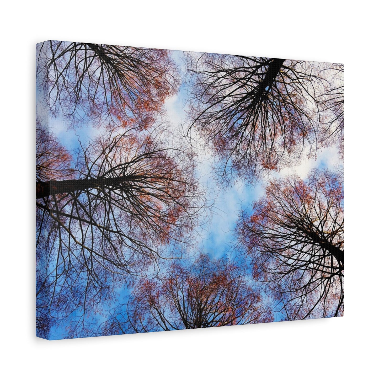 Canopy Sky Canvas Print — Winter Tree Tops Wall Art