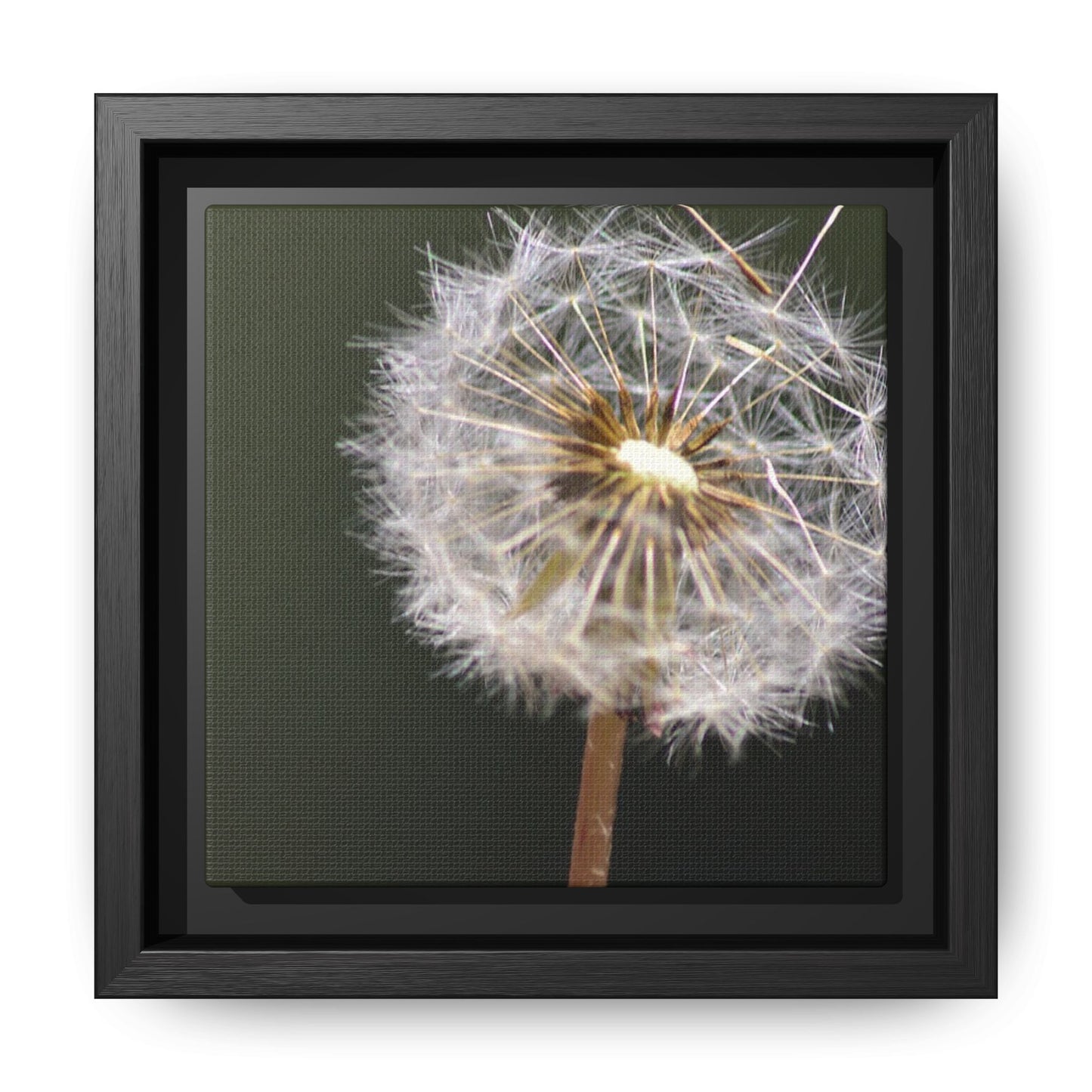 Framed Dandelion Canvas Print — Matte Botanical Wall Art